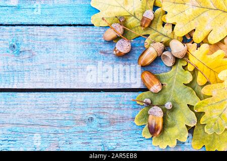 Ghiande autunnali e foglie gialle su vecchie tavole blu. Sfondo con ghiande d'autunno. Primo piano. Foto Stock