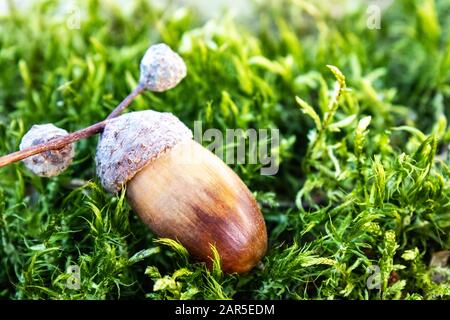 Ghiande autunnali su muschio verde. Sfondo con ghiande d'autunno. Primo piano. Foto Stock