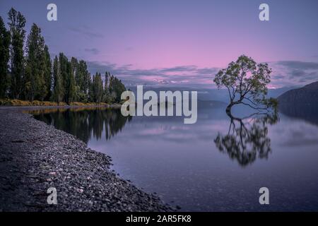 Che Wanaka Albero, Nuova Zelanda Foto Stock