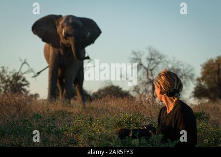 Con la rassicurazione della sua guida safari questa giovane donna mantiene la calma come l'elefante del toro rende nota la sua presenza. Si è tenuto un safari al Machaba Camp Foto Stock