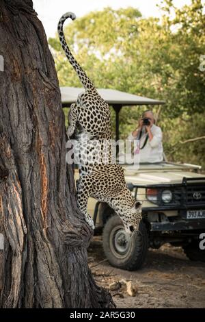 Con la rassicurazione della sua guida safari questa giovane donna mantiene la calma come l'elefante del toro rende nota la sua presenza. Si è tenuto un safari al Machaba Camp Foto Stock