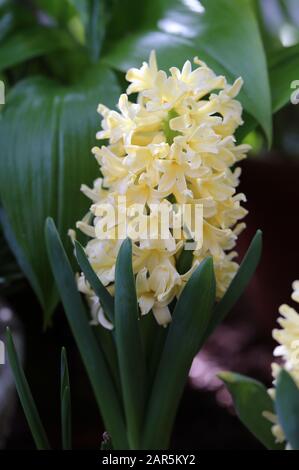Fiori giacinto giallo in fiore "Città di Haarlem" con molte foglie verdi. Bei fiori di inizio primavera usati per celebrare la Pasqua. Foto di primo piano. Foto Stock