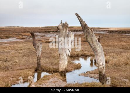 Vecchi ceppi di alberi sulle paludi di sale di Thornham, Norfolk Coast, East Anglia Foto Stock