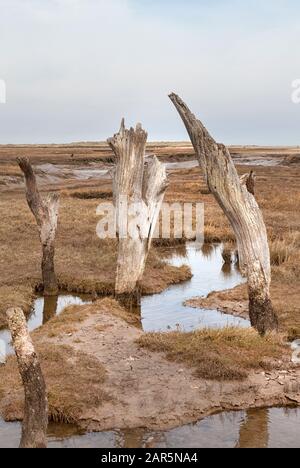 Vecchi ceppi di alberi sulle paludi di sale di Thornham, Norfolk Coast, East Anglia Foto Stock