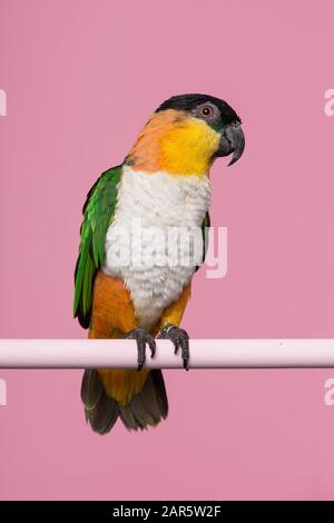 Singolo uccello caique nero testa guardando il lato su uno sfondo rosa con spazio per la copia in un'immagine verticale Foto Stock