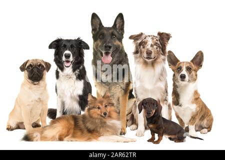 Grande gruppo di razze diverse di cani insieme su sfondo bianco Foto Stock