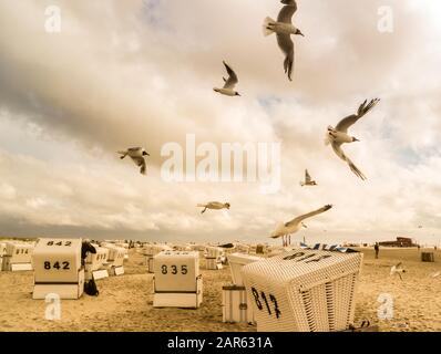 Gabbiani in San Pietro Ording Foto Stock