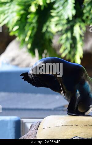 Ritratto di un leone di mare (Zalophus californianus) esecuzione in un leone di mare visualizza Foto Stock