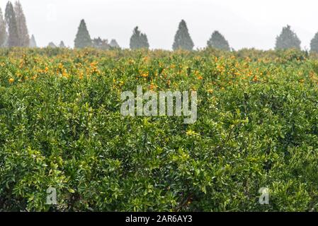 Arance mature mandarino arance su alberi. Ramificazione arance con foglie verdi su albero, Tangerine giardino soleggiato. Ramo di un albero con tangerini maturi primo piano su un Foto Stock