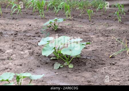 Giovani cetrioli cespuglio sul terreno dopo l'irrigazione. Verdure crescenti nel giardino. Foto Stock