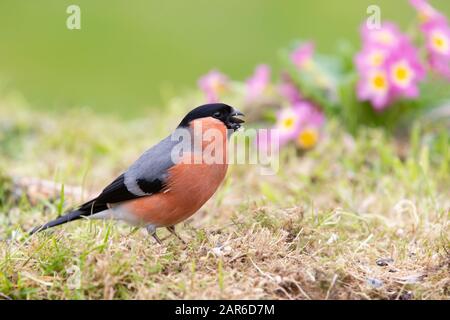 Bullfinch, maschio [ Pirrhula pirrhula ] mangiare semi di girasole su erba con primule fuori fuoco in background Foto Stock