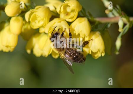 Ape del miele (Apis mellifera) che perdona sui fiori gialli del Mahonia 'il sole di inverno 'su un giorno di Natale fine in metà inverno, Berkshire, dicembre Foto Stock