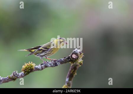 Siskin [ Spinus spinus ] su bastone coperto di lichen con sfondo fuori fuoco Foto Stock