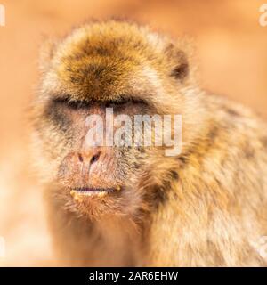 Il macaco barbaro (Macaca sylvanus) Foto Stock