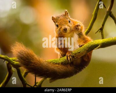 The Cute Red Squirrel Foto Stock