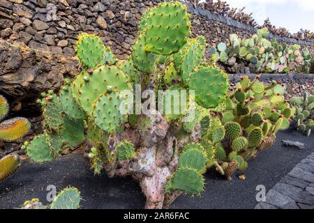 Cactus di pera prickly (opuntia) con frutti rossi nel Jardin de Cactus di Cesar Manrique sull'isola delle canarie Lanzarote, Spagna Foto Stock