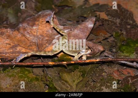 Esemplare maschile della rana italiana agile (Rana latastei) durante la stagione di allevamento alla fine dell'inverno Foto Stock