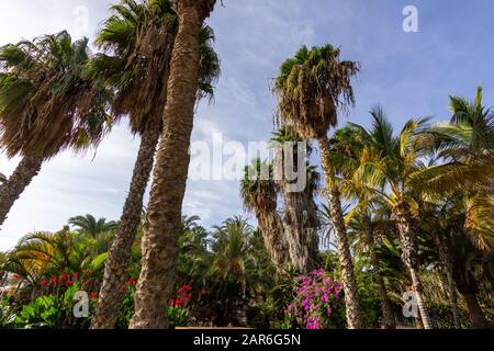 Giardino con palme e piante con fiori rossi e viola a Morro Jable, isola delle canarie Fuerteventura, Spagna Foto Stock