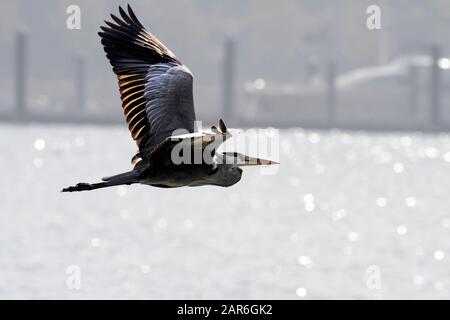 Airone retroilluminato in volo sul fiume Douro Foto Stock