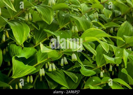 Solomon Seal, polygonatum Shade Garden Green Plant astratto, New Jersey, USA immagini astratte Foto Stock