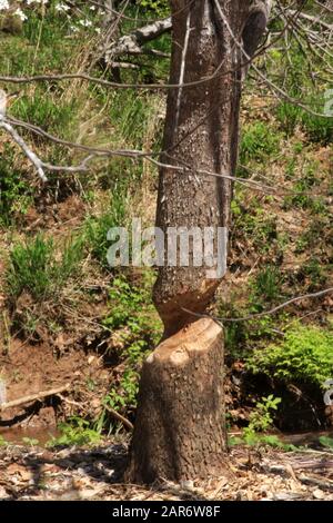 Tronco di albero semicato da castoro Foto Stock