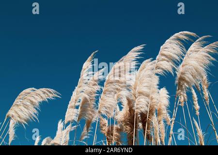 Canna contro il cielo blu, sfondo, primo piano. Foto Stock