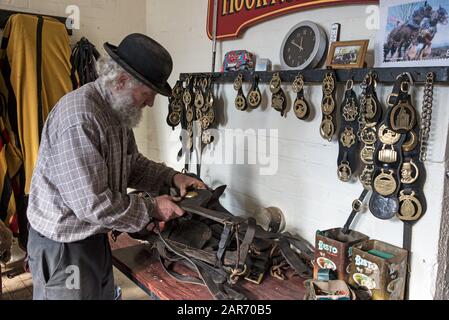 Drayman, Roger Hughes controlla l'imbragatura dei cavalli nella stanza di virata stabile prima delle consegne di birra ai Ganci della famiglia Norton Brewery fondata in Foto Stock