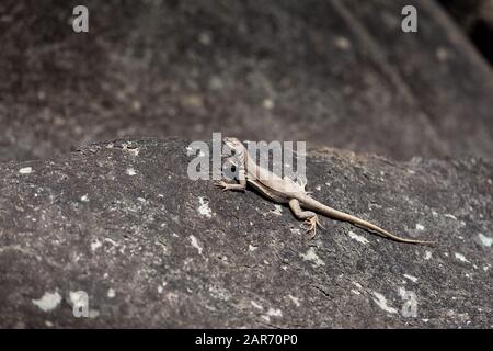 Lizard si riscalda su una grande pietra, giornata di sole. Foto Stock