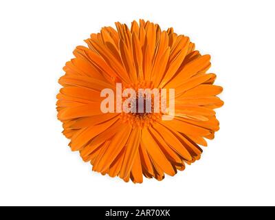 Thailandia Gerbera fiore, colore arancione, isolato su sfondo bianco Foto Stock