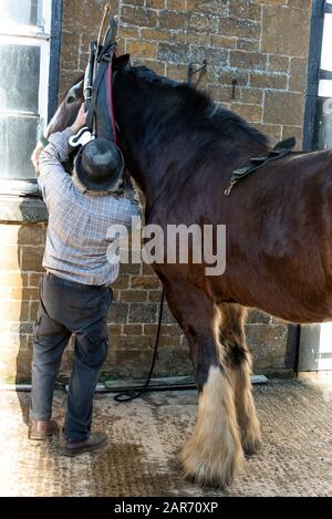 Drayman, Roger Hughes solleva il collare, parte delle imbracature di carretto di cavalli di Shire presso I Ganci a conduzione familiare Norton Brewery fondata nel 1849, nel villaggio Foto Stock