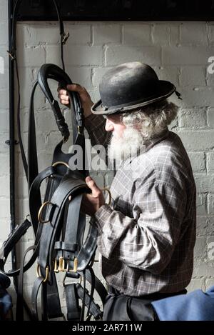 Drayman, Roger Hughes seleziona le redini, parte delle imbracature del carrello dei cavalli di Shire nella stanza di virata stabile alla famiglia ganci Norton Brewery trovato Foto Stock