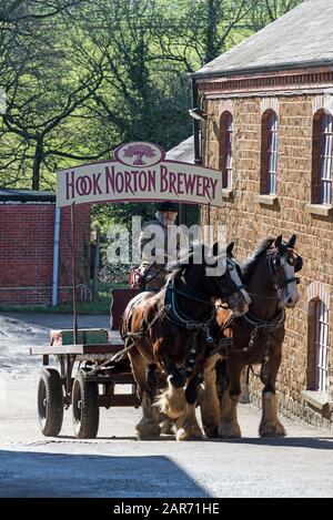 Drayman, Roger Hughes guida i suoi cavalli Shire e dray alla famiglia ganci di proprietà Norton Brewery fondata nel 1849, nel villaggio di Hook Norton villaggio Foto Stock