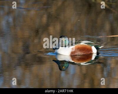 L'escavatore settentrionale drake (Anas clypeata) si riflette nell'acqua mentre nuota vicino a canne in paludi allagate, RSPB Ham Wall Reserve, Somerset Levels, UK Foto Stock