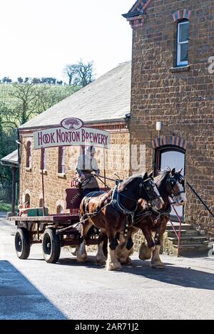 Drayman, Roger Hughes guida i suoi cavalli Shire e dray alla famiglia ganci di proprietà Norton Brewery fondata nel 1849, nel villaggio di Hook Norton villaggio Foto Stock