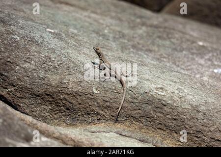 Lizard si riscalda su una grande pietra, giornata di sole. Foto Stock