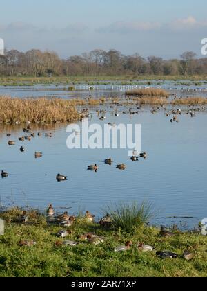 Wigeon (Anas penelope) allevano erba e nuotano su pascoli parzialmente allagati, Catcott Lows National Nature Reserve, Somerset Levels, UK. Foto Stock