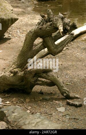 Strano albero morto a forma di resti nei boschi Foto Stock