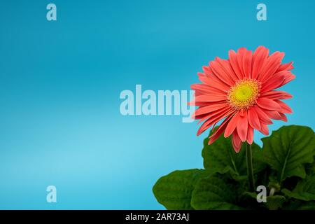 una pianta di gerbera color salmone nell'angolo inferiore destro di uno sfondo turchese Foto Stock