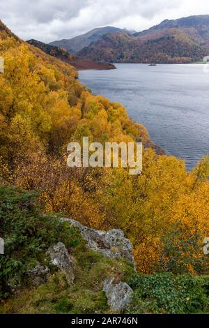 Alberi di betulla d'argento con foglie di giallo brillante che danno un incredibile colore autunnale lungo le rive di Ullswater nel Lake District inglese, novembre, Regno Unito Foto Stock