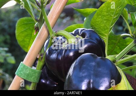 Peperoni dolci neri appesi su un fusto Foto Stock