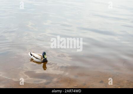 Un lone Drake nuota attraverso le acque poco profonde nel Parco in stagno. Fauna Selvatica. Uccelli. Anatra. Foto Stock