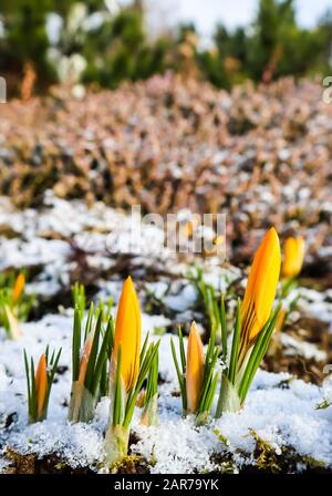 Il primo di crochi da sotto la neve nel giardino di primavera Foto Stock