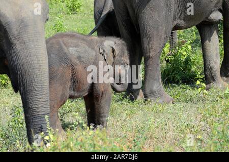 Una famiglia di elefanti indiani che pascolano nel Parco Nazionale di Udawalawe, Sri Lanka. Foto Stock