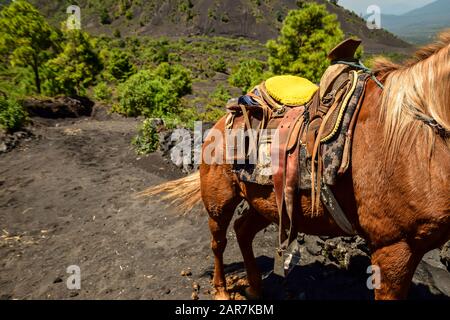 Cavallo con una sella in piedi su un sentiero di cenere che conduce a un vulcano, Paricutin, Messico Foto Stock