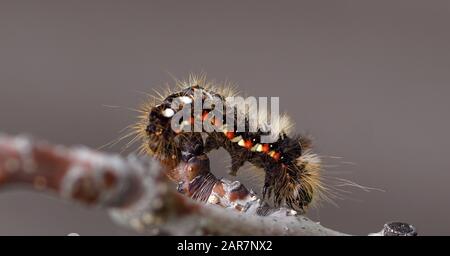 Acronicta rumicis - erba del nodo - bruco Foto Stock