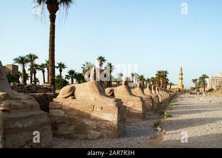 Egitto, Luxor, Tempio, معبد الاقصر; Tebe; Karnak. Viale degli sfingi umani diretti. Foto Stock