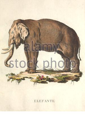 Elefante, illustrazione di colore vintage dal 1771 Foto Stock