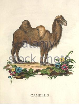 Bactriana Camel, colore vintage illustrazione dal 1771 Foto Stock