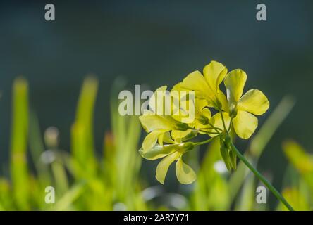 Fiori oxalis pes-caprae Bermuda butterCup Buttercup oxalis closeup vista con la luce del sole Foto Stock
