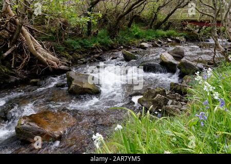 River Heddon a Heddon's Mouth, North Devon con Bluebell e Fiori di Leek A Tre angoli Foto Stock